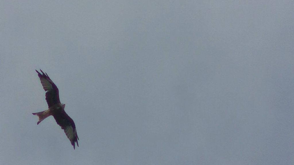 Nibbio reale in muta